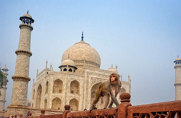 Když zvířata napadnou turisty. Klokani bojují o cukr, vydry kousají surfaře