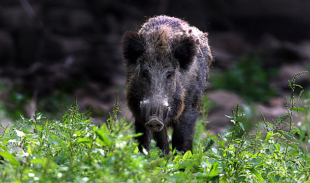 Lov divočáků letos zlomí rekordy, vyplácí se spolupráce se zemědělci