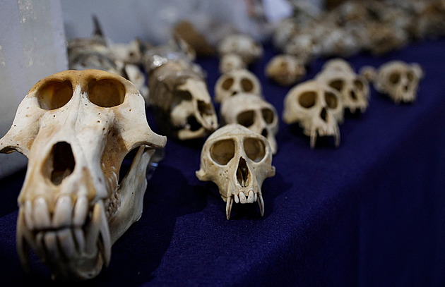Masakr primátů v Kamerunu. Celníci ve Francii zabavili stovky opičích lebek