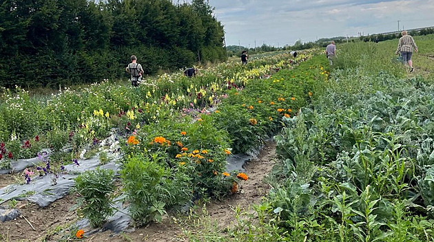 Nejen brambory a jahody. Lidé spěchají na samosběry i kvůli astrám či libečku