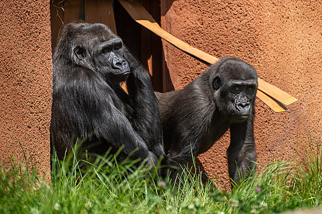 Zoo Praha slaví jubilea v chovu největších savců. A 92. výročí založení