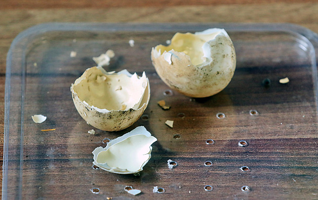 První želvičky pardálí se klubou na svět, ekocentru se chov vydařil