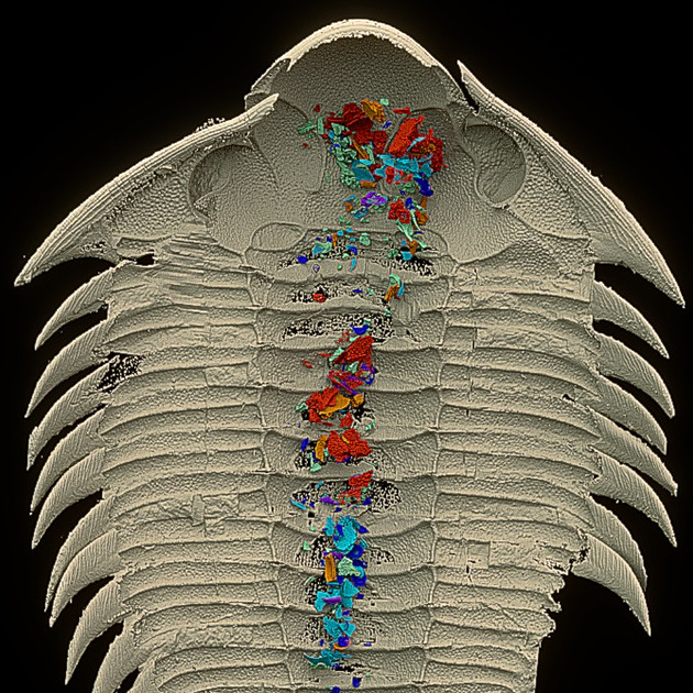 Co jedl 465 milionů let starý trilobit. Češi dokázali zanalyzovat trakt fosilie
