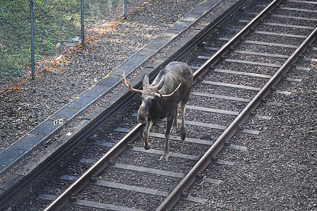 Švédské metro ochromil majestátní los, drama na kolejích ukončila kulka