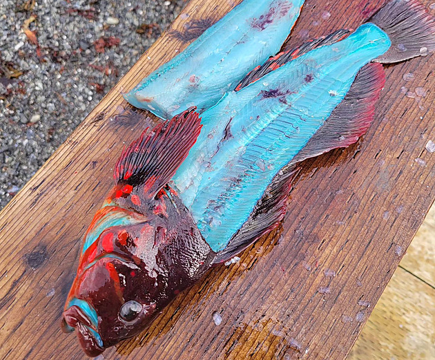 „Příroda je neuvěřitelná.“ Rybář z Aljašky ulovil rybu s modrým masem