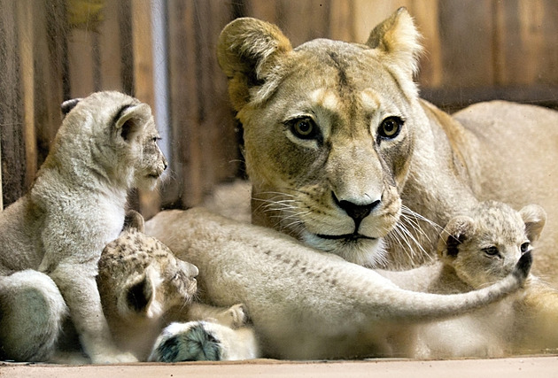 Vloni trojčata, letos o jedno mládě víc. Zoo se pochlubila vzácnými lvy