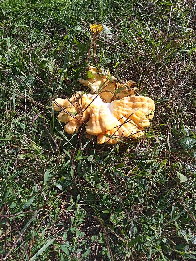 <p>Tato krásná houba sírovec žlutooranžový roste dokonce i v Praze v parku Charlotte Masarykové.</p>