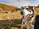 Psi, kteí doprovází stáda po horách Bucegi, bývají hodní jen v pítomnosti...