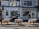 Kdy se kozy zaaly v liduprázdných ulicích irského msta Llandudno zabydlovat,...