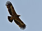 Orel stepn� se u n�s vyskytuje jen velmi v�jime�n�. Ornitologov� jej pozorovali...