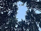 Záchrana paraglidisty ze strom poblí Neichova na Touimsku.