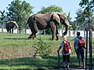 Stdo slon africkch ve zlnsk zoo rozil samec Jack. (z 2023)