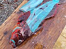 Aljaský rybá ulovil rybu s modrým masem. Po uvaení zblala. (31. srpna 2023)
