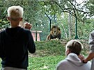 Zoo Plze pedstavila mlata lva berberskho narozen zatkem srpna. Jsou to...