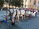 <p>Koně na Staroměstském náměstí jsou dál turistickou atrakcí.</p>