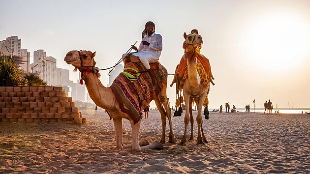 Velbloudi pat�� k obl�ben� turistick� atrakci v Dubaji.