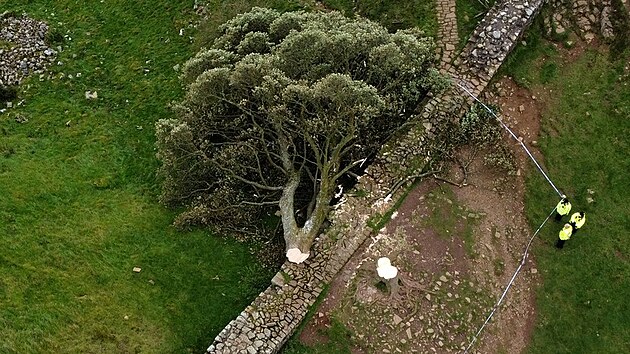 V noci na čtvrtek někdo pokácel zřejmě nejznámější strom v Británii. Jednalo se o javor, který rostl nedaleko Hadrianova valu na severu Anglie a který v 90. letech proslavil film Robin Hood: Král zbojníků s Kevinem Costnerem v hlavní roli. (28. září 2023)