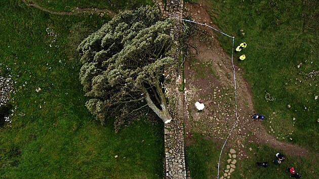 V noci na čtvrtek někdo pokácel zřejmě nejznámější strom v Británii. Jednalo se o javor, který rostl nedaleko Hadrianova valu na severu Anglie a který v 90. letech proslavil film Robin Hood: Král zbojníků s Kevinem Costnerem v hlavní roli. (28. září 2023)