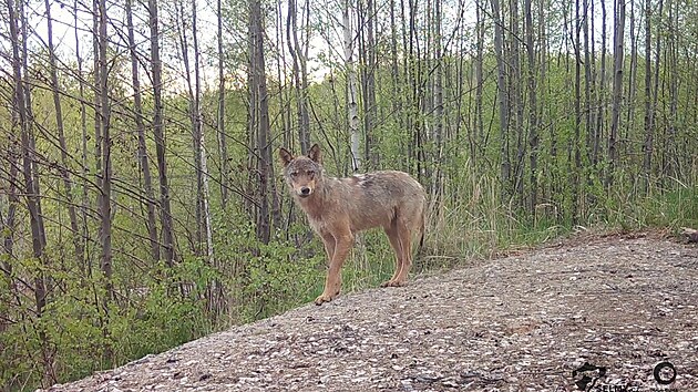 Vlk zachycen� fotopast� na Fr�dlantsku v roce 2020