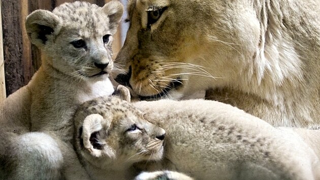 Zoo Plzeň představila mláďata lva berberského narozená začátkem srpna. Jsou to čtyřčata. (22. září 2023)
