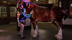 Clydesdalský k�� pivovaru Anheuser-Busch (11. února 2022)