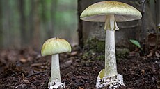 Muchom�rka zelená