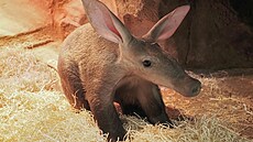 Pohlaví mlád�te hrabá�e kapského narozeného v olomoucké zoo ur�ila a� analýza...