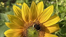 Kde to kvete, tam je �ivot.