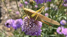 Léto se v�ím v�udy na kv�tinové farm� v Polabí, která je vedená permakulturn�....