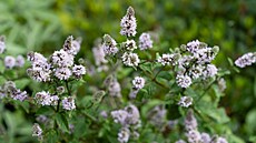 Máta peprná tak nádhern� kvete, �e vám bude d�lat radost i okrasném trvalkovém...