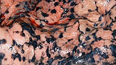 Posmrtné plíce ku�áka