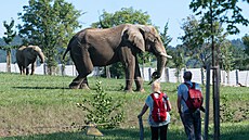 Stádo slon afrických ve zlínské zoo rozíil samec Jack (záí 2023)