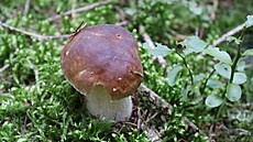 Po deštích na jihu Čech rostou v lesích všechny druhy hub. Na snímku z lesa v...