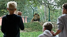 Zoo Plze� p�edstavila mlá�ata lva berberského narozená za�átkem srpna. Jsou to...