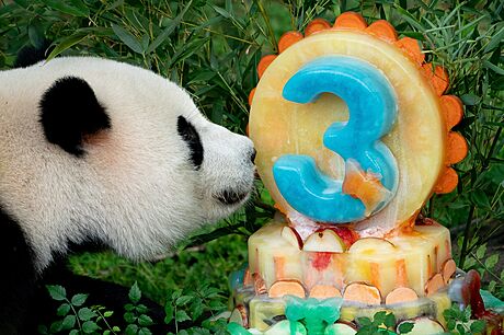 Narozeniny. V srpnu slavila Siao chi z washingtonské zoo tíleté narozeniny. V...