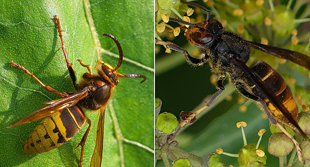 Sršeň asijská už pronikla i do Slezska, další nález zlikvidovali na Opavsku