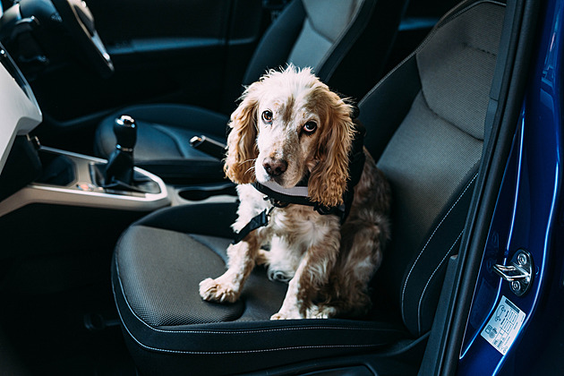 Pozor, řídí pes! Čtyřnozí miláčci jsou hitem marketingu automobilek
