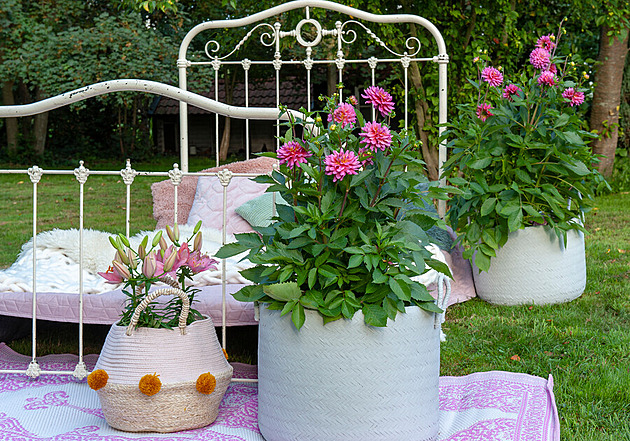 Vysaďte si lilie. Zahradu královsky povznesou, ale kočky mohou stát krk