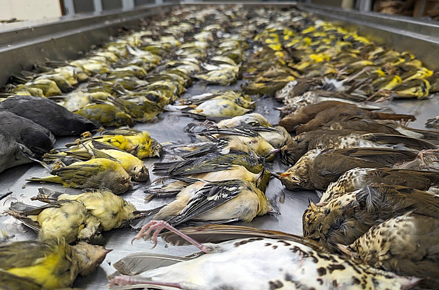 Tisíc ptáků v jednom dni narazilo do prosklené budovy v Chicagu. A zahynulo