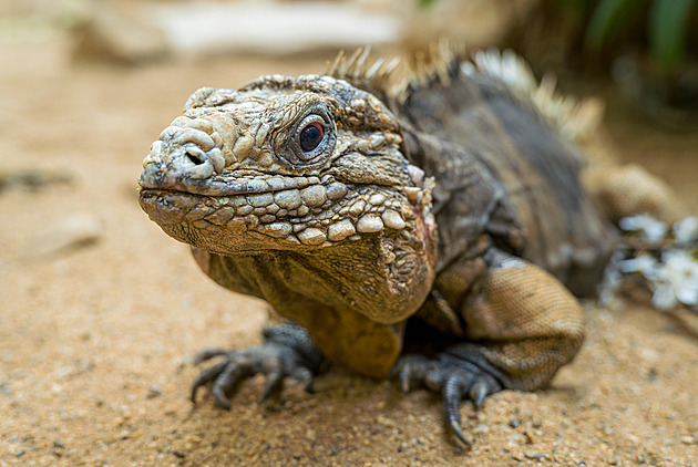 Uhynul rekordman Pepíno. Leguán žil v pražské zoo 31 let a měl tu 244 potomků