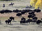 Ped více ne sto lety zbývalo v USA jen nkolk set kus bizon z pvodních...