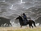 Kovbojové a kovbojky z Jiní Dakoty shromádili stádo více ne 1 500 bizon z...