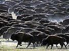 Ped více ne sto lety vybíjeli lovci, vojáci i turisté bizony po tisícovkách s...