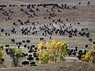 Kovbojové a kovbojky z Jiní Dakoty shromádili ve státním parku Custer stádo...