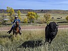 Kovbojové a kovbojky z Jiní Dakoty shromádili stádo více ne 1 500 bizon....