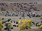 Kovbojové a kovbojky z Jiní Dakoty shromaují stádo bizon ve státním parku...