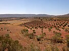 Olivové háje poblí msta Chiclana de Segura ve panlsku (8. záí 2023)
