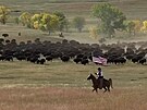 Patnáct set bizon nahánli kovbojové v Dakot