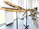 Kostra prav�k�ho mo�sk�ho je�t�ra mosasaura je pozoruhodn� paleontologick�...