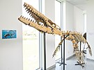 Galerie miner�l� vystavila kostru mosasaura, v�� sto kilogram� a m��� 4,5...